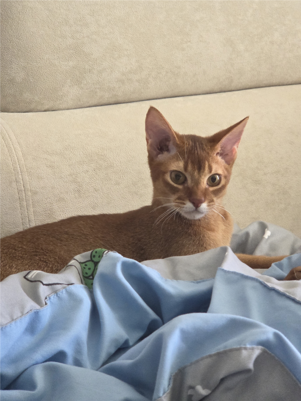 고양이랑 놀아주는건 힘들어