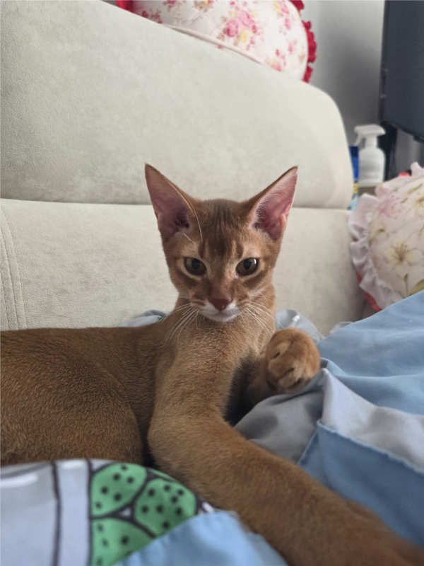 고양이랑 놀아주는건 힘들어