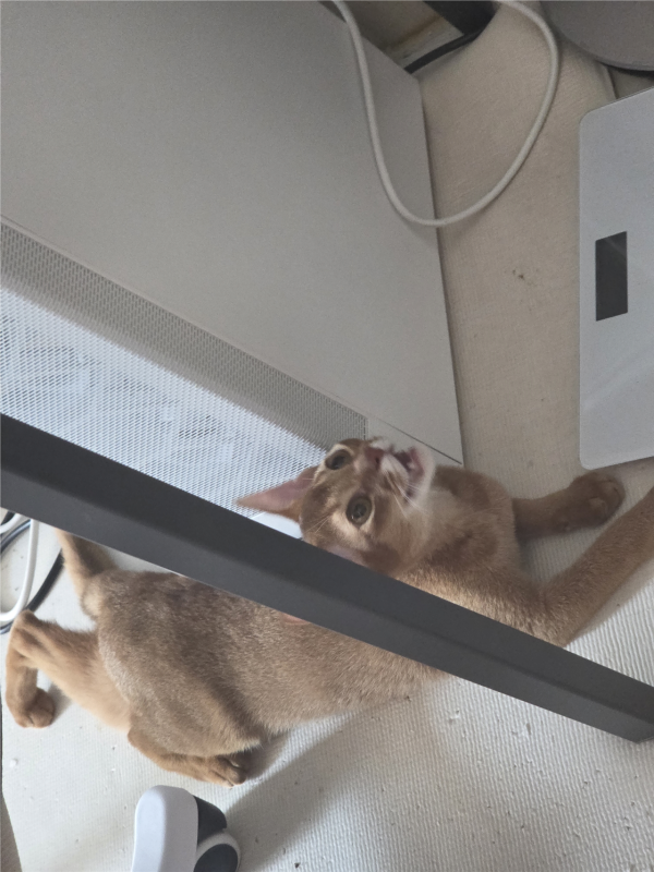 고양이랑 놀아주는건 힘들어