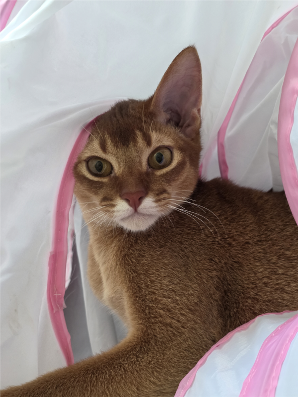 고양이랑 놀아주는건 힘들어