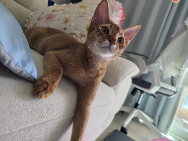 고양이랑 놀아주는건 힘들어