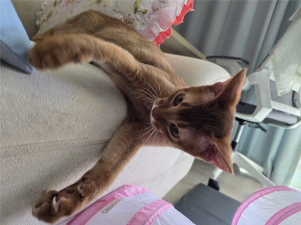 고양이랑 놀아주는건 힘들어