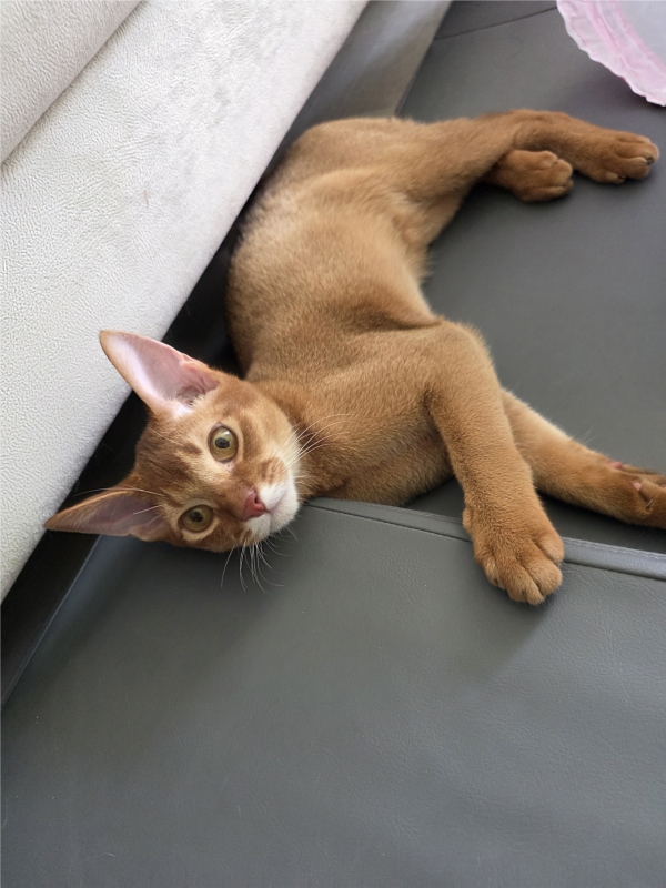 고양이랑 놀아주는건 힘들어