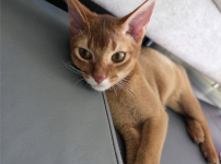 고양이랑 놀아주는건 힘들어