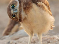 팬티에 누구보다 진심이었던 예술가