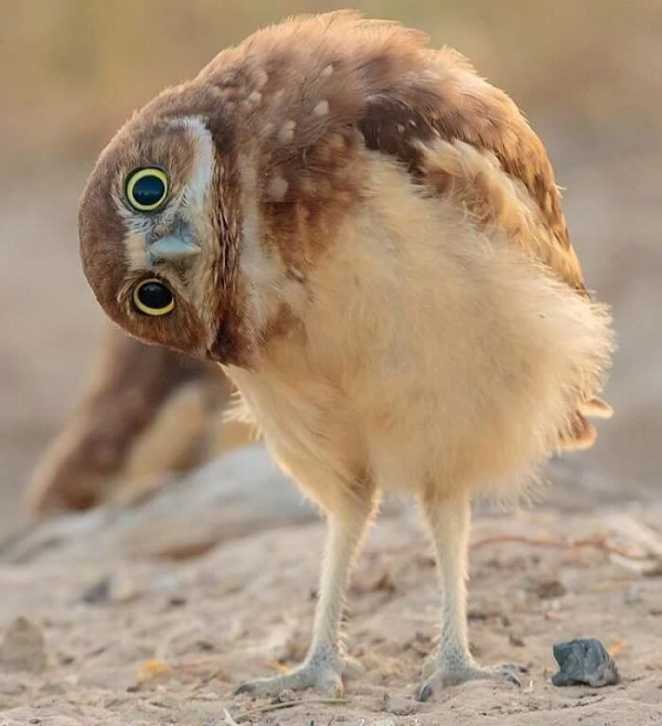 팬티에 누구보다 진심이었던 예술가