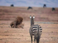 목숨을 건 야동 직관