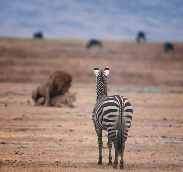 목숨을 건 야동 직관