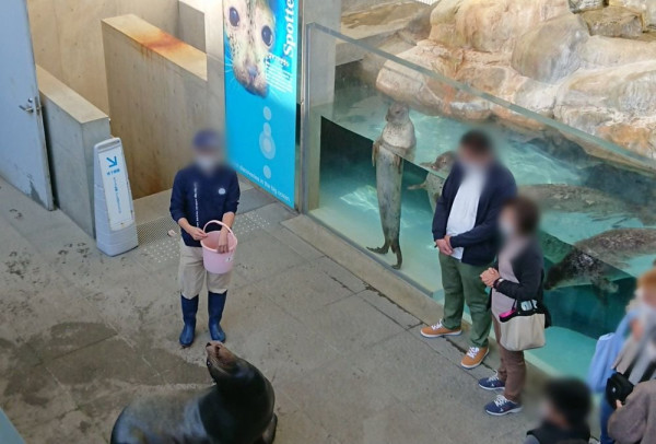 일본 바다사자의 서비스