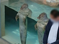 일본 바다사자의 서비스