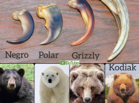 곰 종류 별 발톱 크기 차이 ㅎㄷㄷ