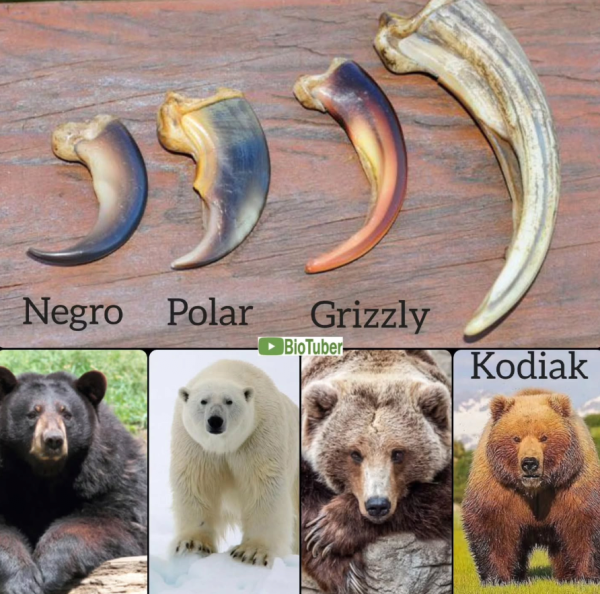 곰 종류 별 발톱 크기 차이 ㅎㄷㄷ