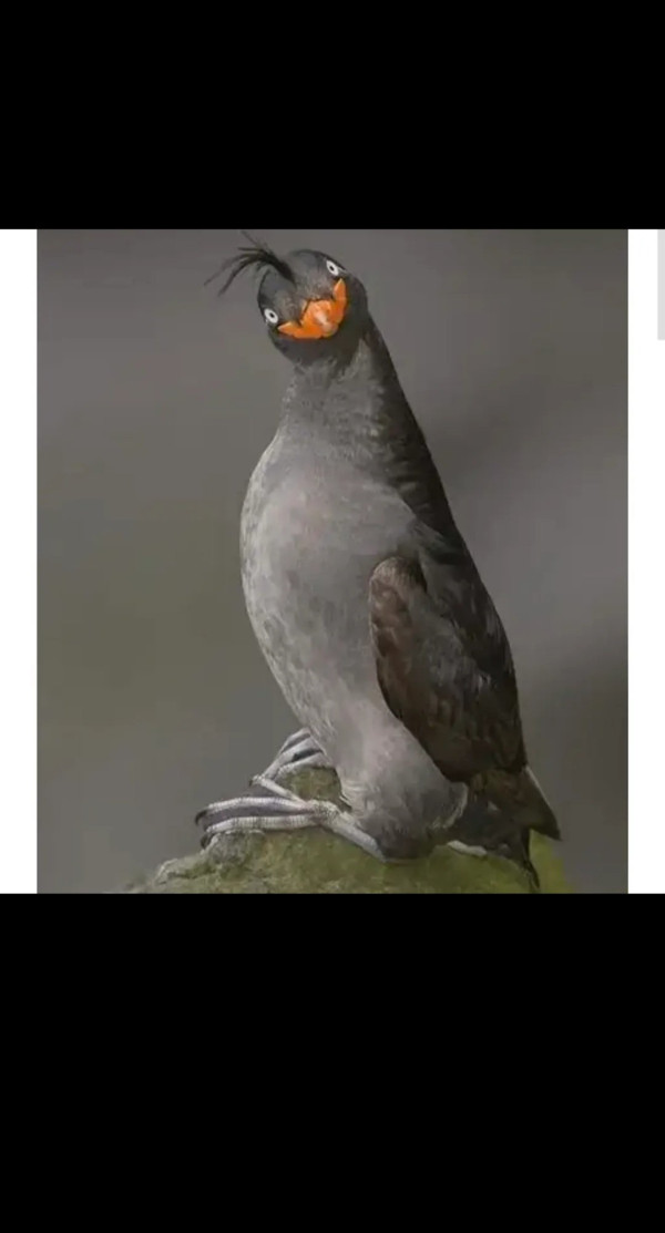 얘 진짜 이렇게 생겼음.