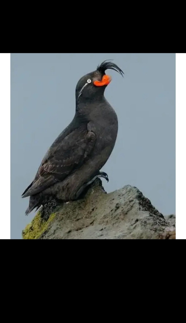 얘 진짜 이렇게 생겼음.