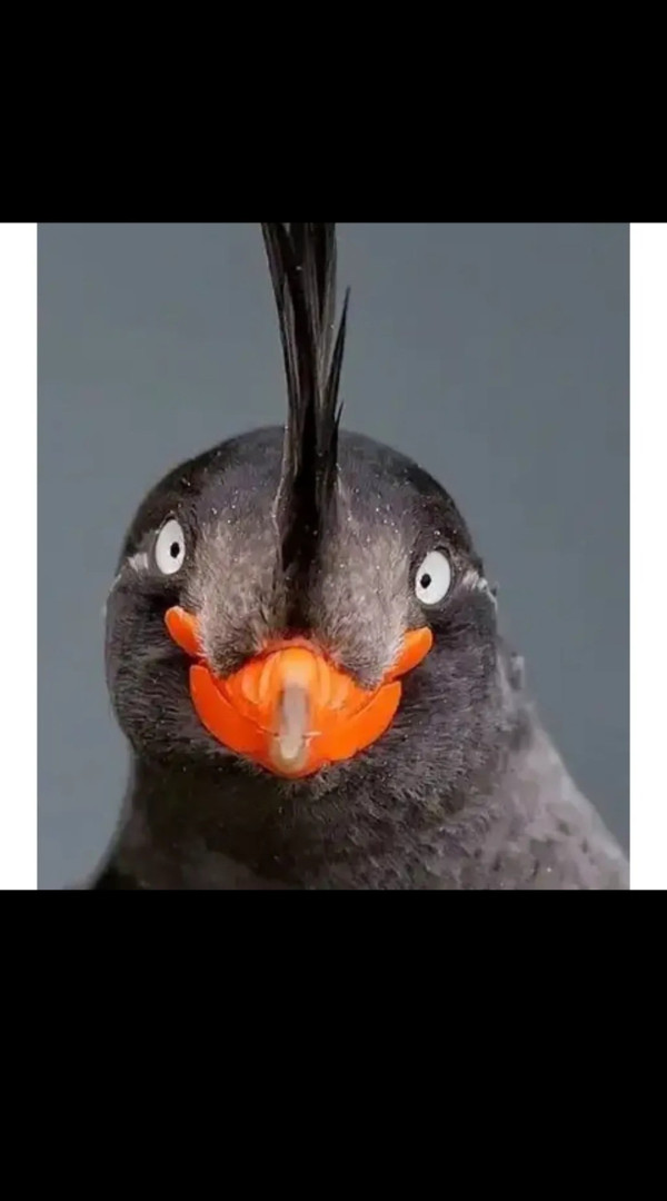 얘 진짜 이렇게 생겼음.