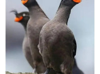 얘 진짜 이렇게 생겼음.