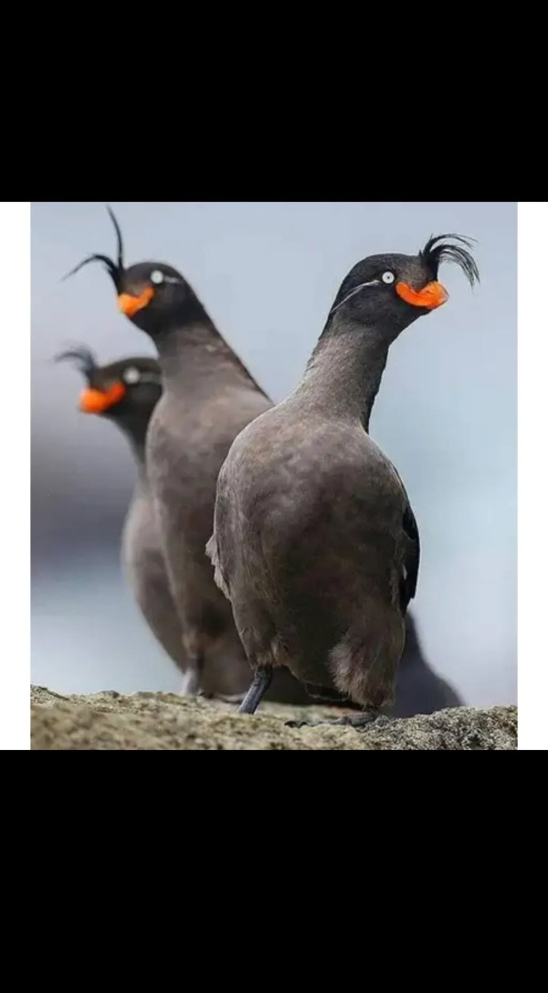 얘 진짜 이렇게 생겼음.