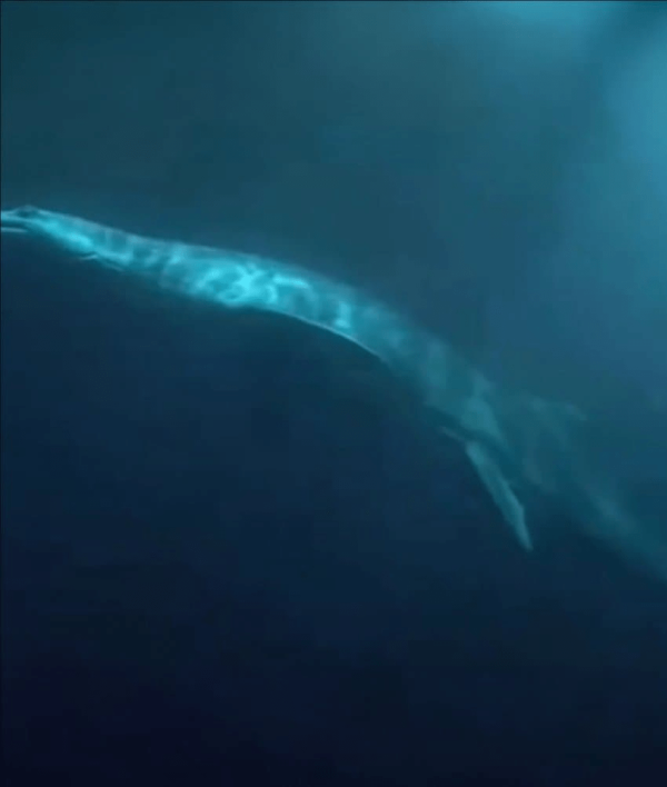 캘리포니아에서 미기록 심해생물 발견