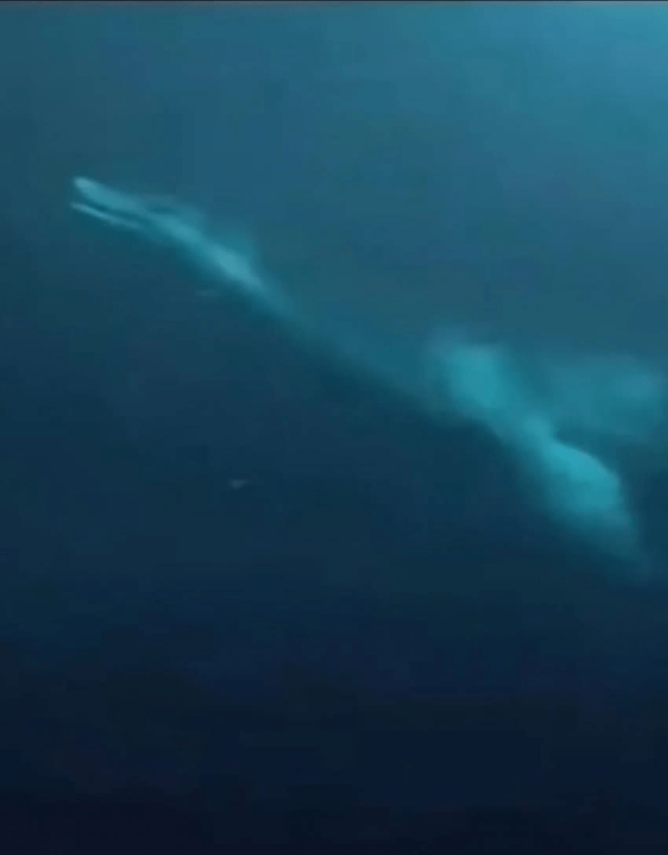 캘리포니아에서 미기록 심해생물 발견