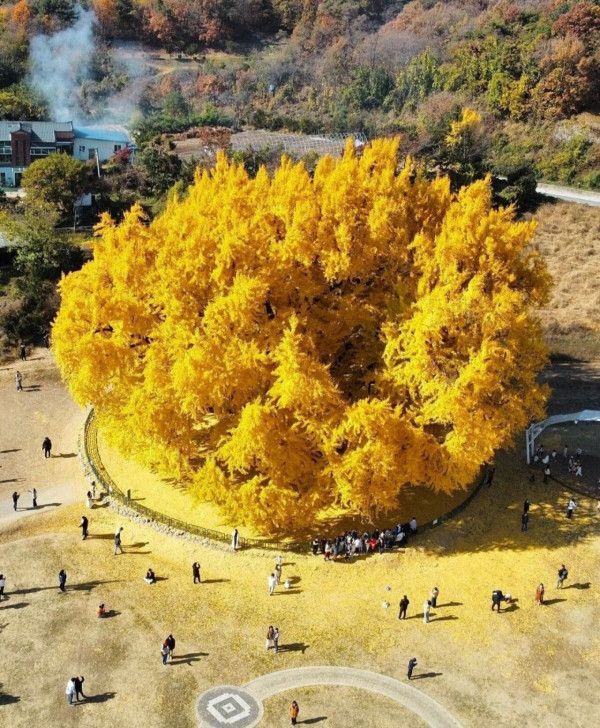 나무 한그루를 위해 광장 만들고 주차장도 만들고 길도 닦은 원주