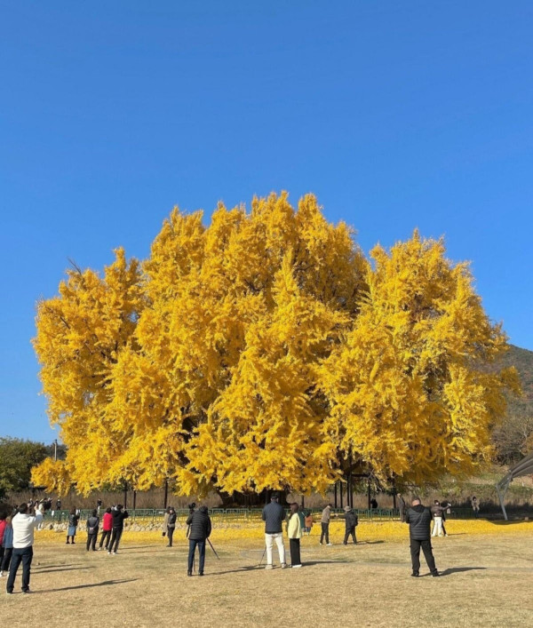 나무 한그루를 위해 광장 만들고 주차장도 만들고 길도 닦은 원주