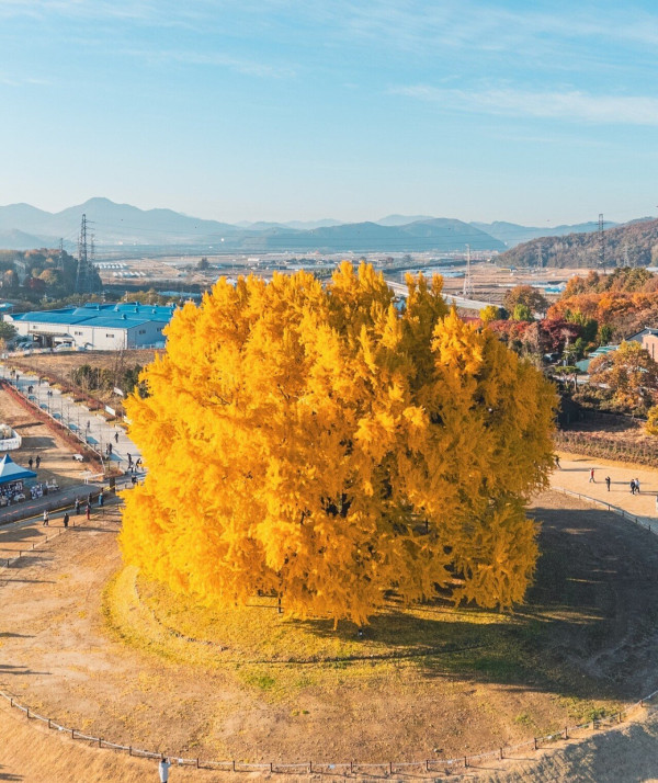 나무 한그루를 위해 광장 만들고 주차장도 만들고 길도 닦은 원주