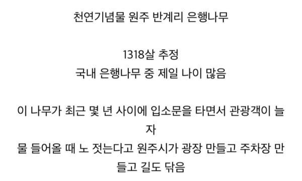 나무 한그루를 위해 광장 만들고 주차장도 만들고 길도 닦은 원주