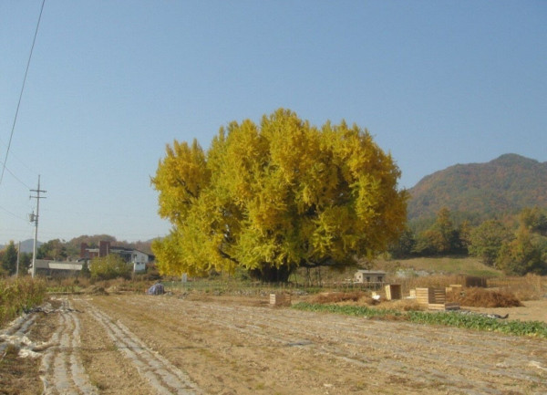 나무 한그루를 위해 광장 만들고 주차장도 만들고 길도 닦은 원주
