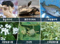 오피셜) 현시각 생태계 교란종 10종