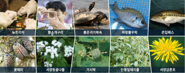 오피셜) 현시각 생태계 교란종 10종