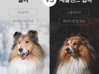 은근히 비슷한 강아지들 구별하는 방법