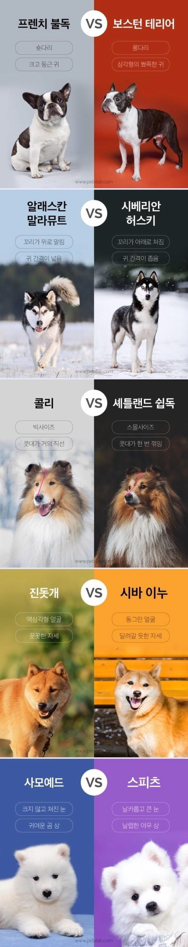 은근히 비슷한 강아지들 구별하는 방법