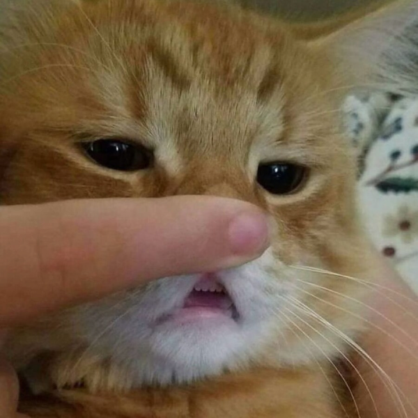 고양이 신체 중 가장 하찮은 부위