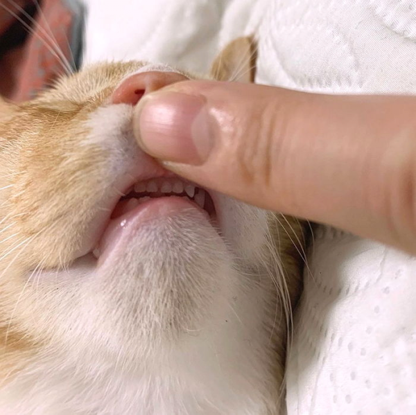 고양이 신체 중 가장 하찮은 부위