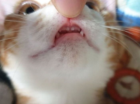 고양이 신체 중 가장 하찮은 부위