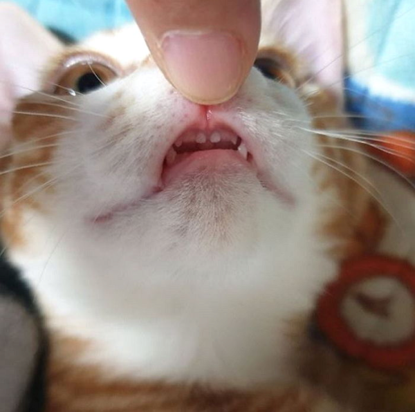 고양이 신체 중 가장 하찮은 부위