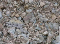 새들에게 보호색의 중요성