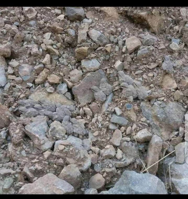 새들에게 보호색의 중요성