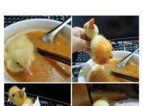 새끼오리 키울 때 주의할 점