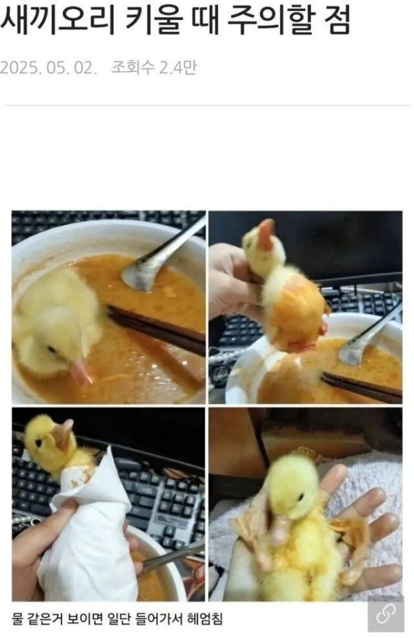 새끼오리 키울 때 주의할 점