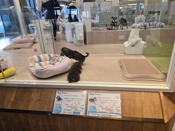 일본 강아지 분양가격 근황