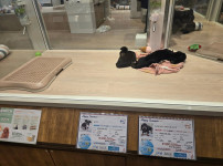 일본 강아지 분양가격 근황