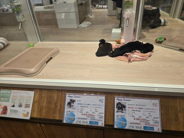 일본 강아지 분양가격 근황