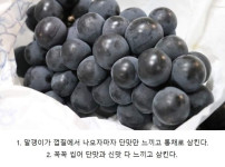 은근히 갈린다는 포도 먹는 방법
