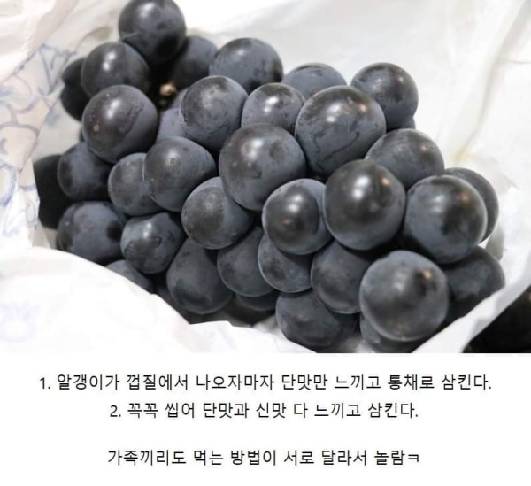 은근히 갈린다는 포도 먹는 방법