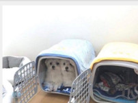 싸우지 말라고 2개씩 구매한 결과