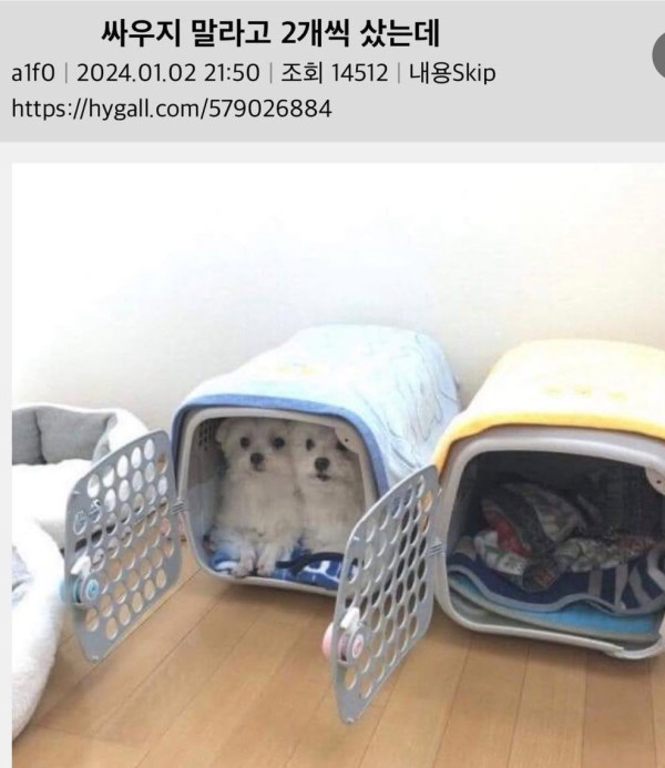 싸우지 말라고 2개씩 구매한 결과