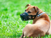 입마개에 대해서 어떻게 생각함?