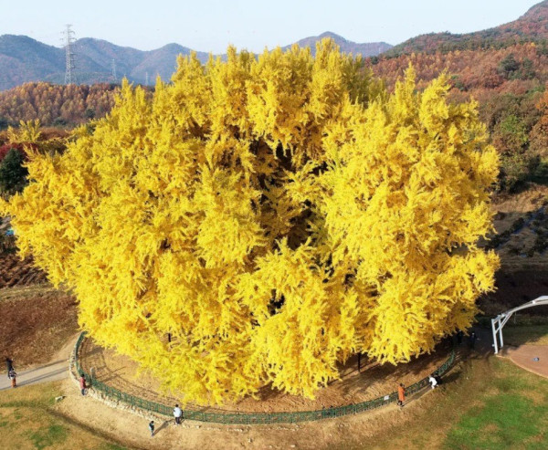 1332살이라는 원주 반계리 은행나무 크기 ㄷㄷㄷ