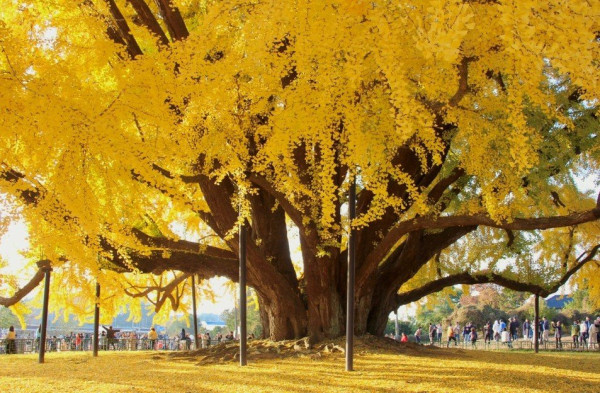 1332살이라는 원주 반계리 은행나무 크기 ㄷㄷㄷ